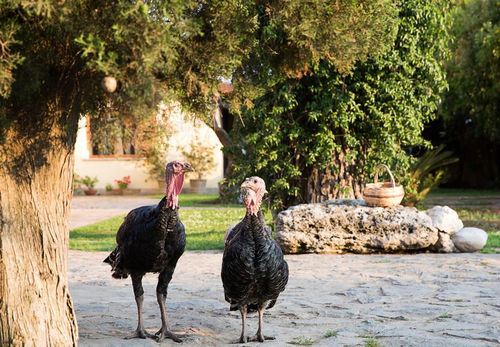 B&B La Chora Di Paestum Ngoại thất bức ảnh